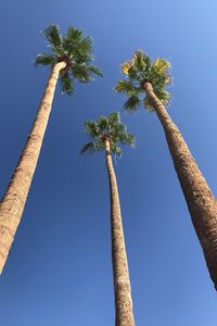 Preview wallpaper palms, trees, sky, bottom view, minimalism