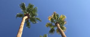 Preview wallpaper palms, trees, sky, bottom view, minimalism