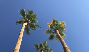 Preview wallpaper palms, trees, sky, bottom view, minimalism