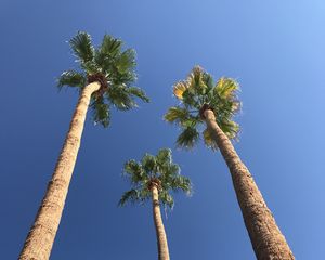 Preview wallpaper palms, trees, sky, bottom view, minimalism