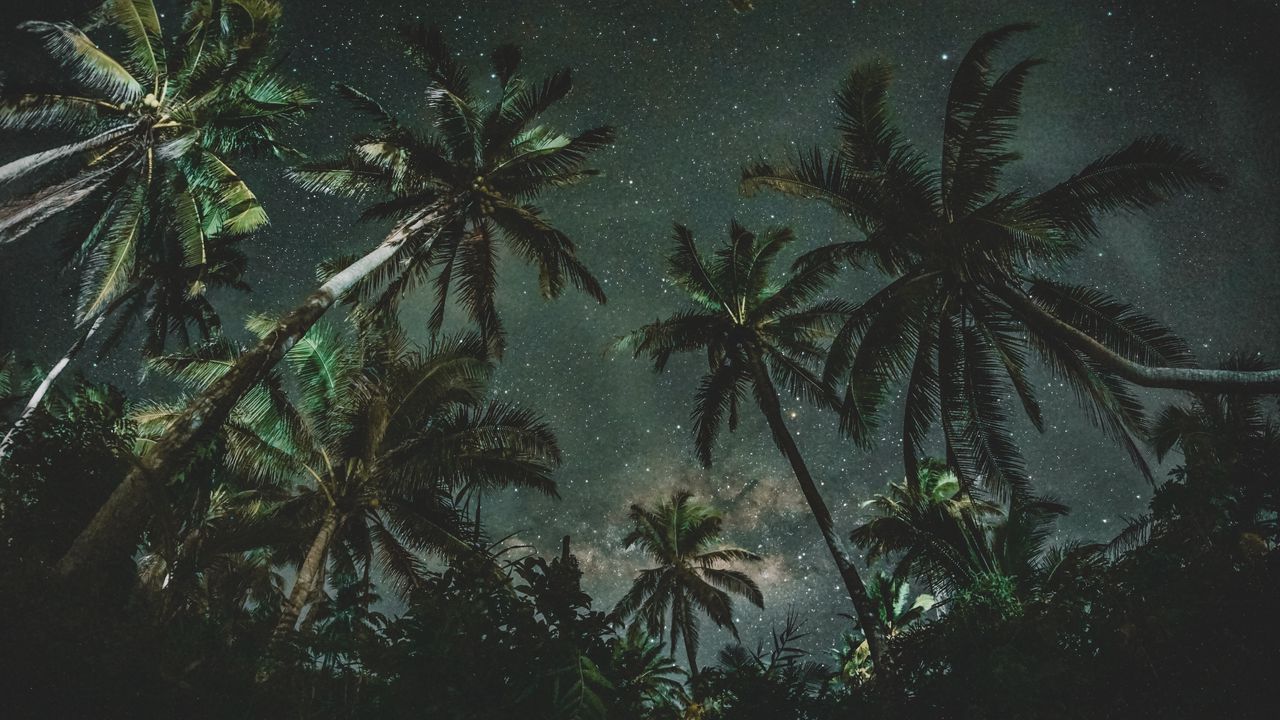 Wallpaper palms, trees, starry sky