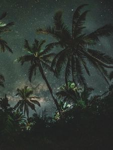 Preview wallpaper palms, trees, starry sky