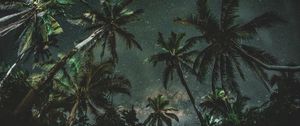 Preview wallpaper palms, trees, starry sky