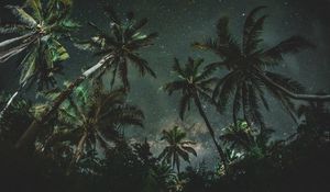 Preview wallpaper palms, trees, starry sky