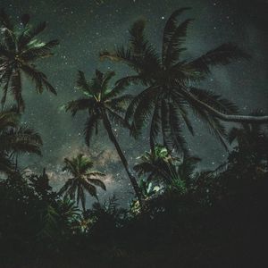Preview wallpaper palms, trees, starry sky