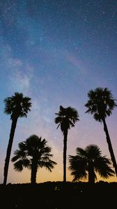 Preview wallpaper palms, trees, starry sky, stars