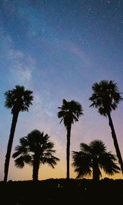 Preview wallpaper palms, trees, starry sky, stars