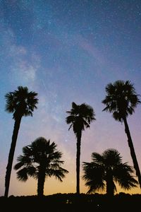 Preview wallpaper palms, trees, starry sky, stars