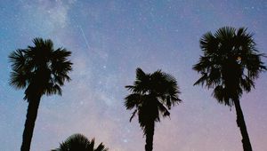 Preview wallpaper palms, trees, starry sky, stars