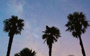 Preview wallpaper palms, trees, starry sky, stars