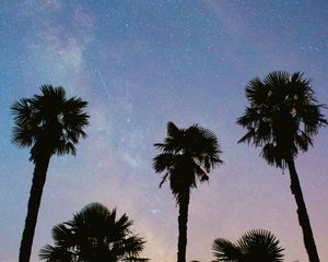 Preview wallpaper palms, trees, starry sky, stars