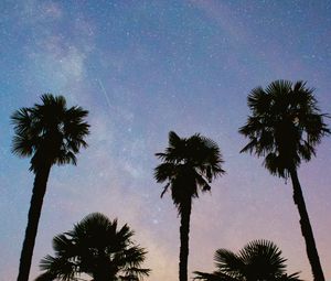 Preview wallpaper palms, trees, starry sky, stars