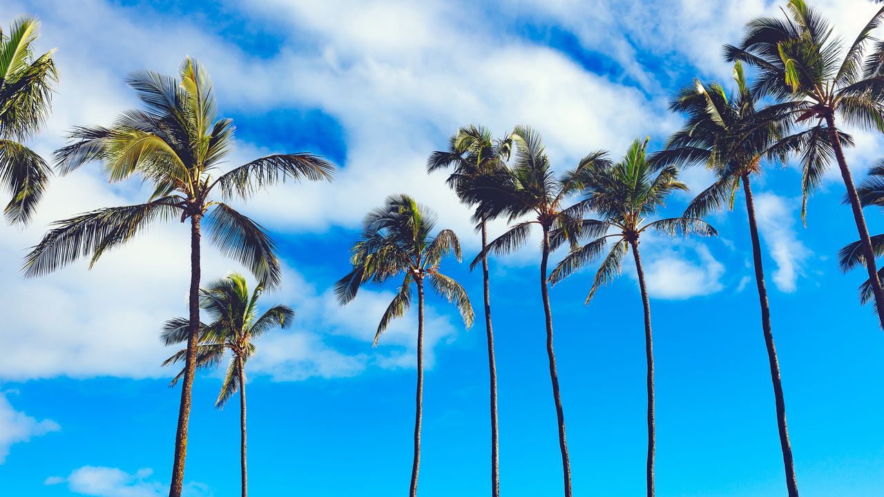 Wallpaper palms, trees, summer, sky