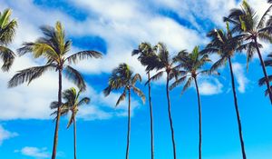 Preview wallpaper palms, trees, summer, sky