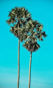 Preview wallpaper palms, trees, summer, minimalism