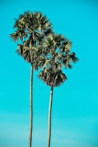 Preview wallpaper palms, trees, summer, minimalism