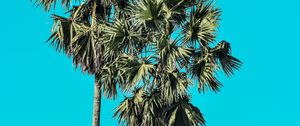 Preview wallpaper palms, trees, summer, minimalism