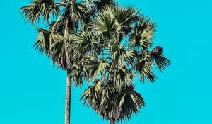 Preview wallpaper palms, trees, summer, minimalism