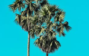 Preview wallpaper palms, trees, summer, minimalism