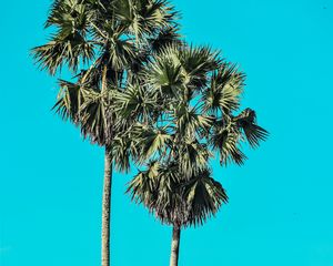 Preview wallpaper palms, trees, summer, minimalism