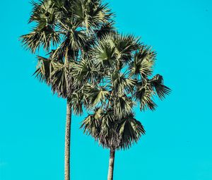 Preview wallpaper palms, trees, summer, minimalism
