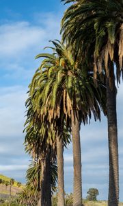 Preview wallpaper palms, trees, summer, tropics