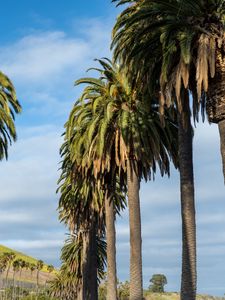 Preview wallpaper palms, trees, summer, tropics