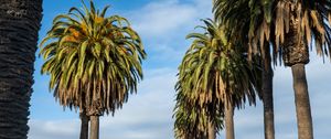 Preview wallpaper palms, trees, summer, tropics