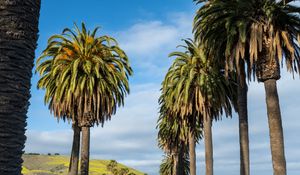Preview wallpaper palms, trees, summer, tropics