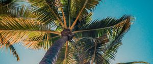 Preview wallpaper palms, trees, sun, light, nature