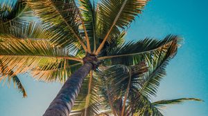 Preview wallpaper palms, trees, sun, light, nature