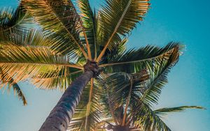 Preview wallpaper palms, trees, sun, light, nature