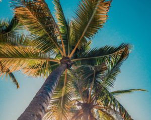 Preview wallpaper palms, trees, sun, light, nature