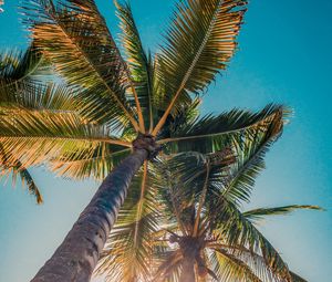 Preview wallpaper palms, trees, sun, light, nature