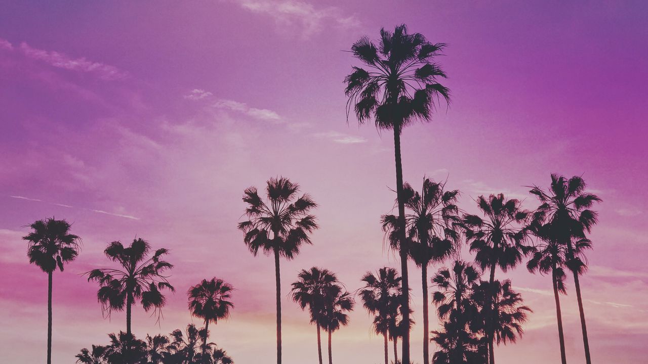Wallpaper palms, trees, sunset