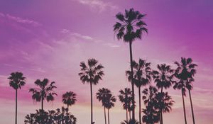 Preview wallpaper palms, trees, sunset
