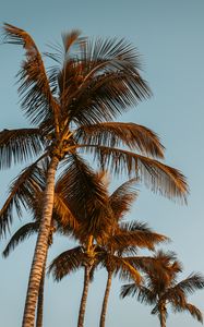 Preview wallpaper palms, trees, treetops, sky