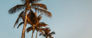 Preview wallpaper palms, trees, treetops, sky