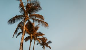 Preview wallpaper palms, trees, treetops, sky