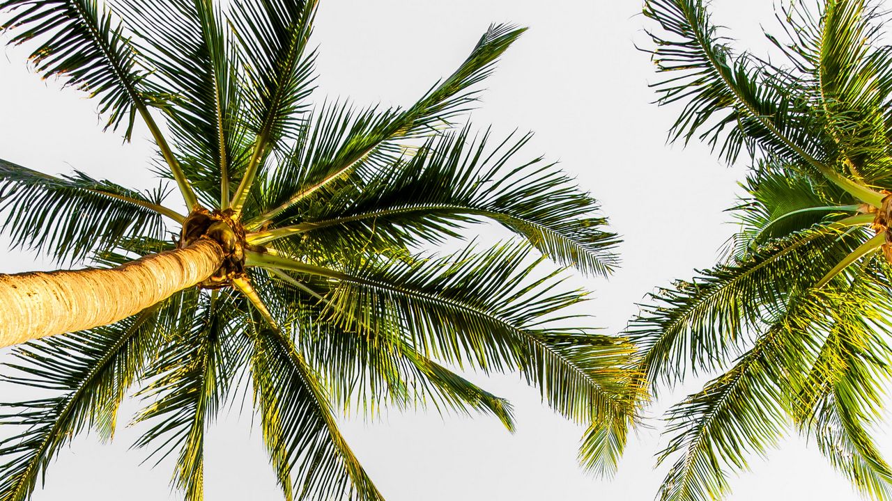 Wallpaper palms, trees, tropical, treetops, sky