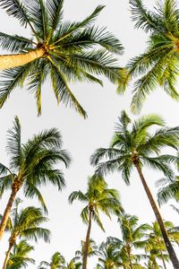 Preview wallpaper palms, trees, tropical, treetops, sky