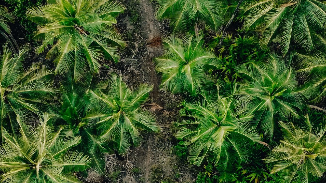 Wallpaper palms, trees, tropics
