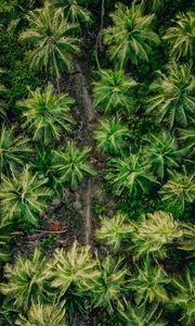 Preview wallpaper palms, trees, tropics