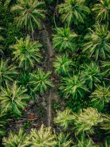 Preview wallpaper palms, trees, tropics