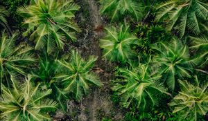 Preview wallpaper palms, trees, tropics