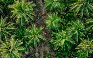 Preview wallpaper palms, trees, tropics