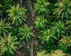 Preview wallpaper palms, trees, tropics