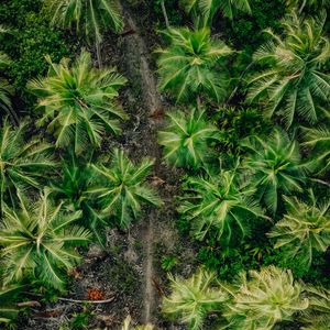 Preview wallpaper palms, trees, tropics
