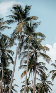 Preview wallpaper palms, trees, tropics, summer