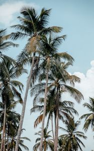 Preview wallpaper palms, trees, tropics, summer